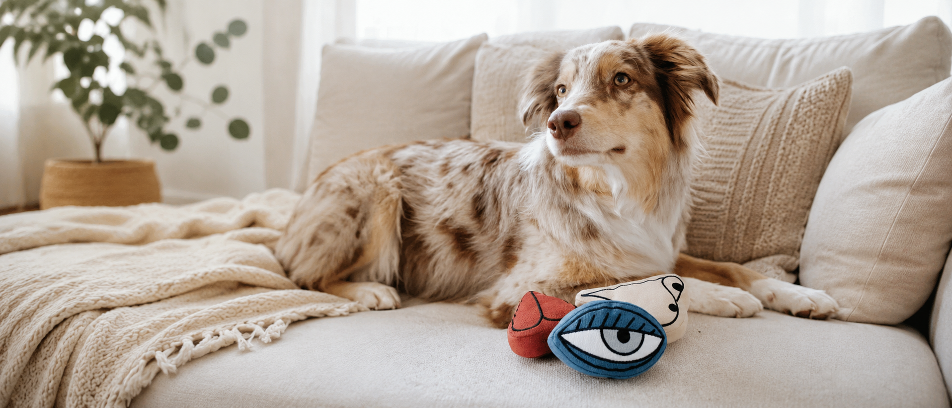 Pets enjoying a warm and comfortable home