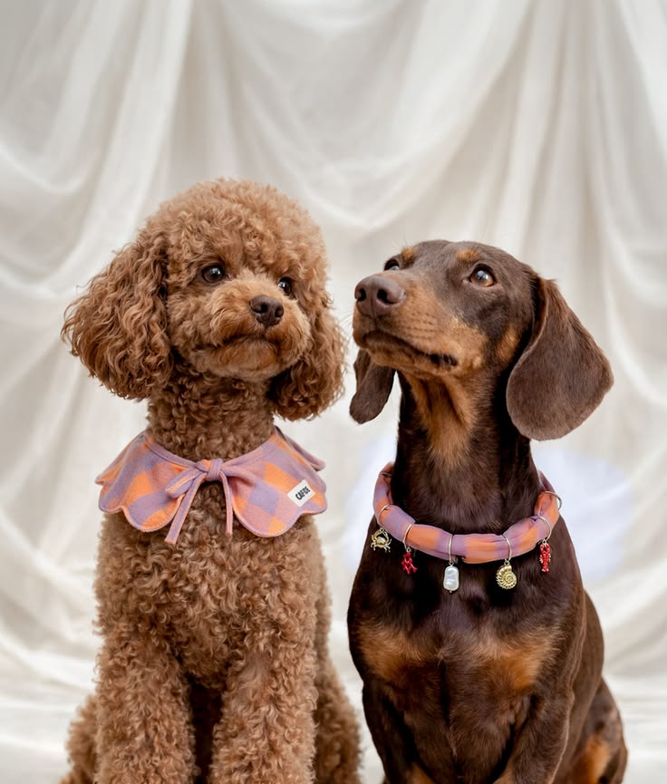 Comfortable pet travel and daily essentials